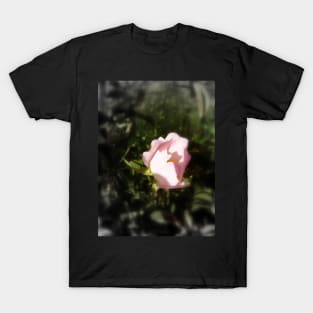 old-fashioned roses by Fox Creek & Columbia River 5 T-Shirt